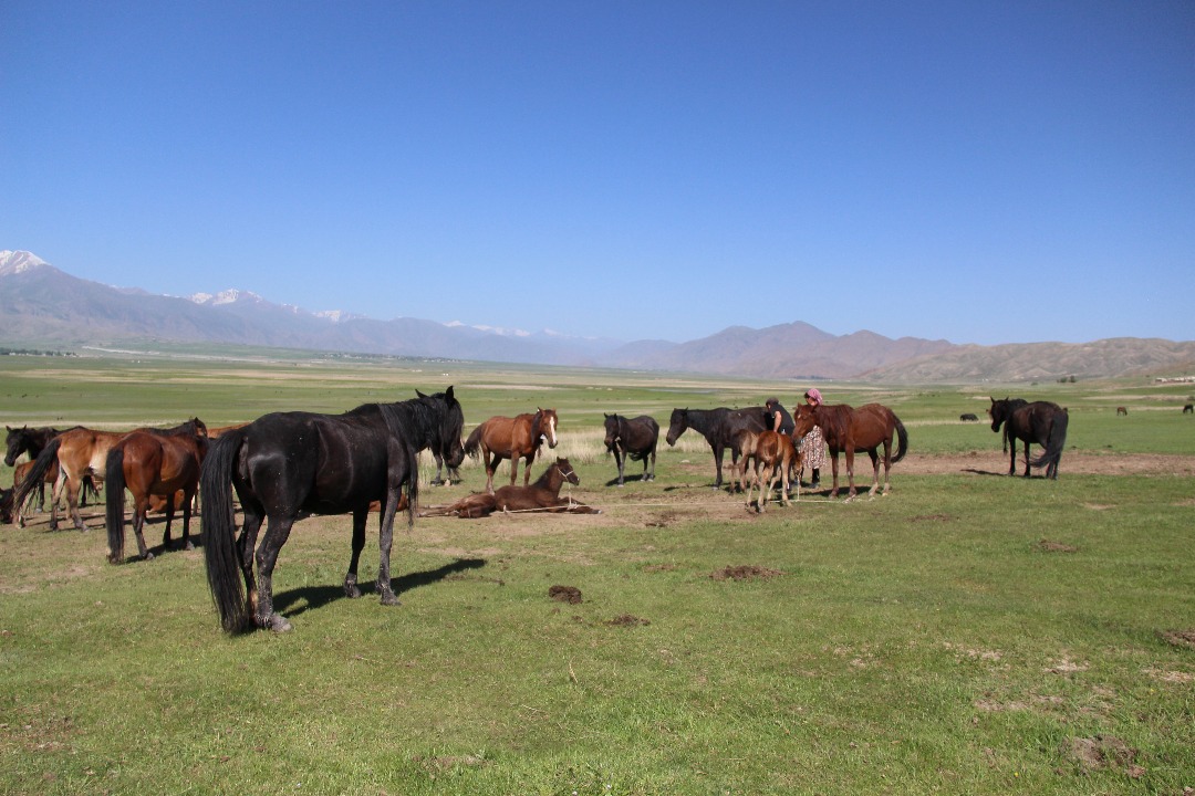 Кобыла с жеребенком