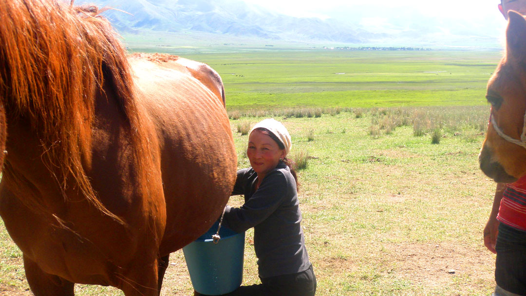 Дойка кобылей